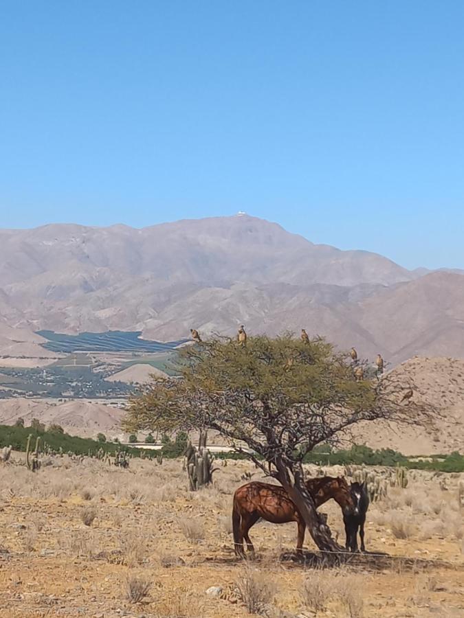 Campo De Cielo Mamalluca Valle De Elqui Vicuña 외부 사진